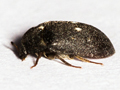 Attagenus pellio